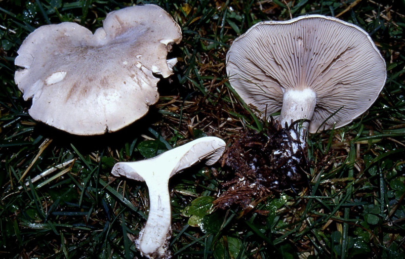 Clitocybe inornata